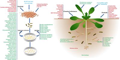 Physical, chemical, and biological control of black rot of brassicaceae vegetables: A review